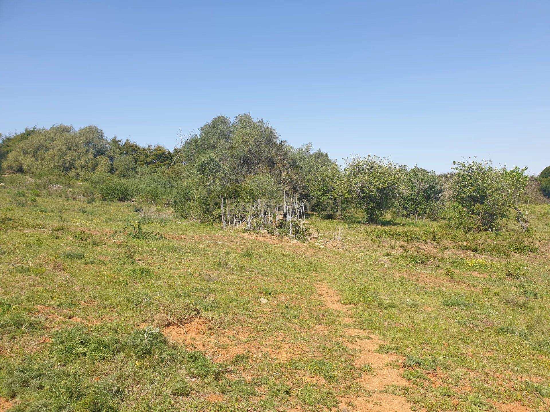 Terreno na Ericeira - Image 8